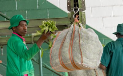 Rwanda Mountain Tea: Setting the Bar for Quality in African Tea