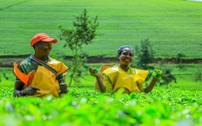 The Latest Trends in the Tea Market in Africa, Particularly in Rwanda