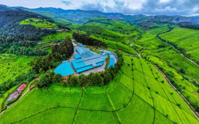 Rwanda Mountain Tea: Leader in Tea at the Heart of Rwanda 🇷🇼