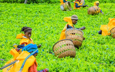 The Trends in the Tea Market and the Position of Rwanda Mountain Tea