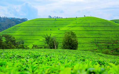 The Latest Trends in the Tea Market